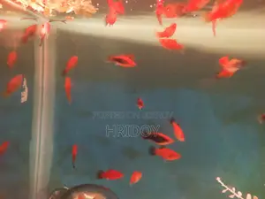 Platy Fish