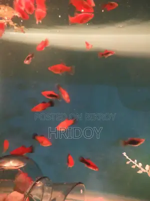 Platy Fish