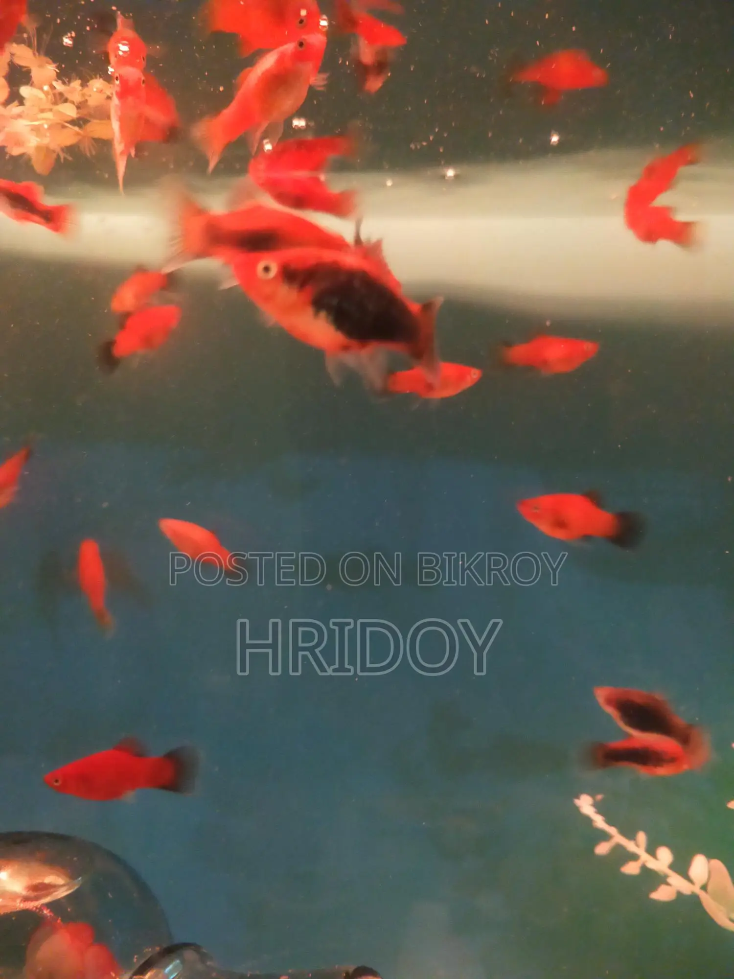 Platy Fish