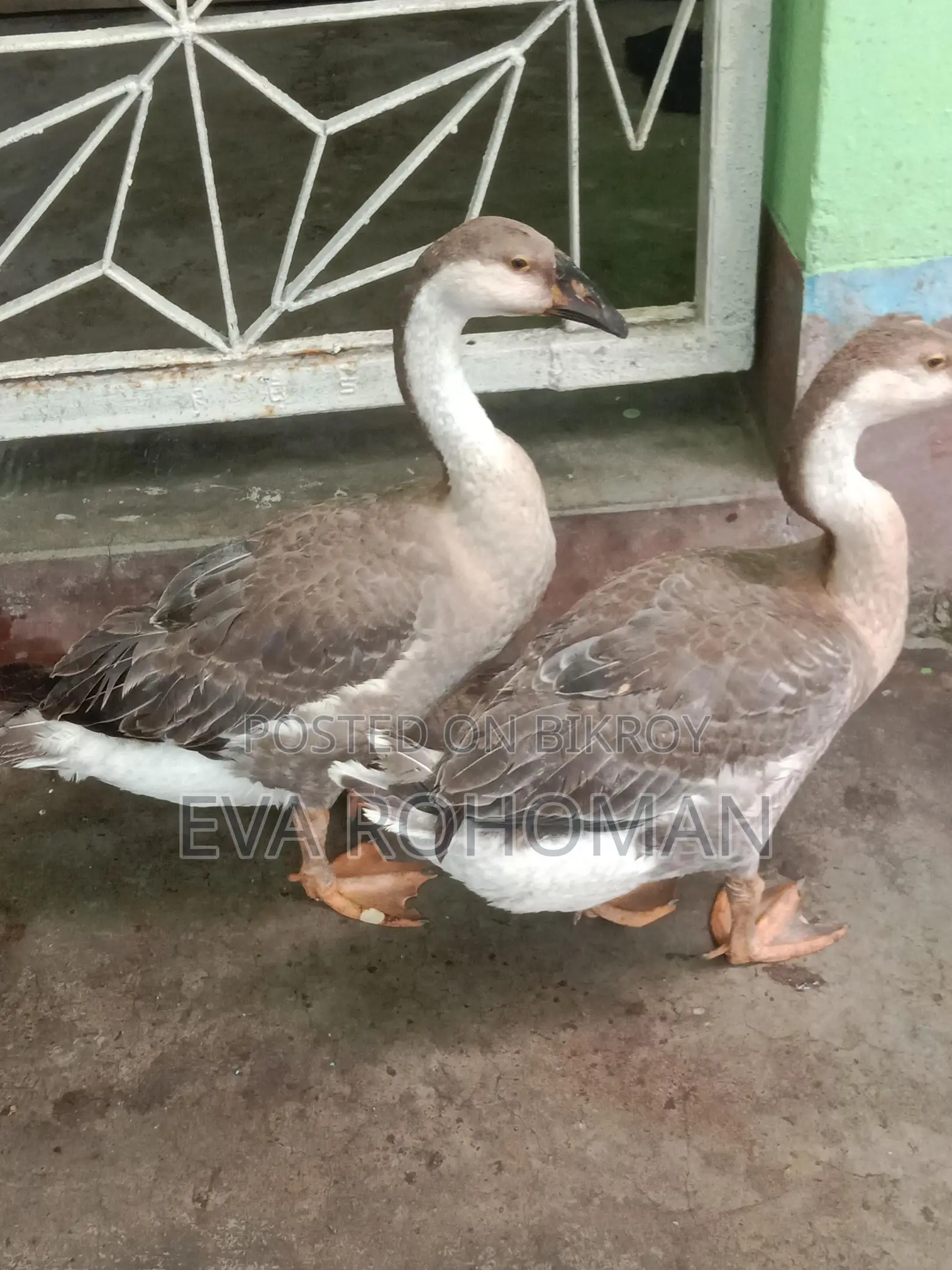 2 King Geese for Sale