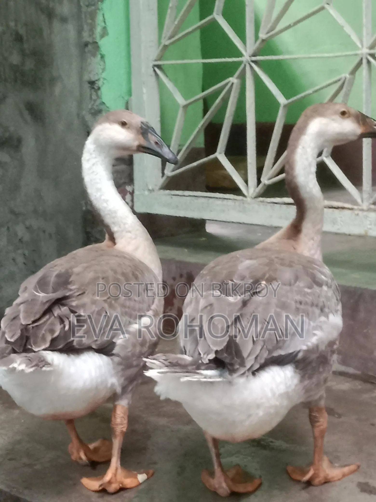 2 King Geese for Sale