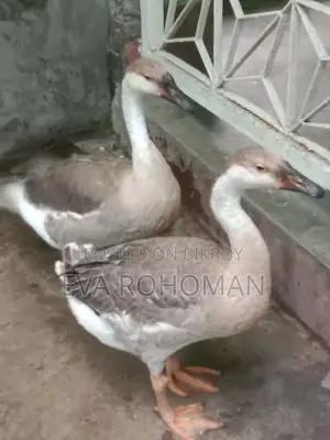 2 King Geese for Sale