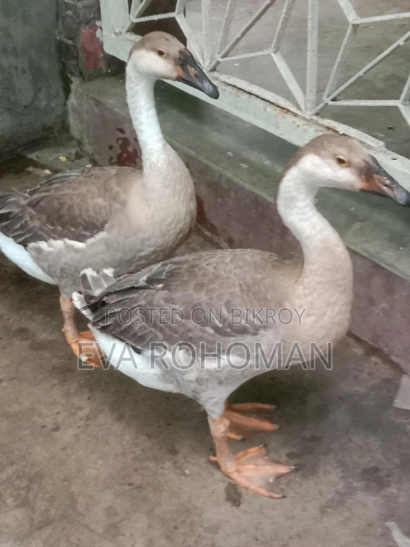 2 King Geese for Sale