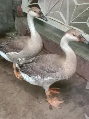 2 King Geese for Sale