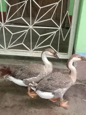 2 King Geese for Sale