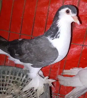 Original Lahore Madi