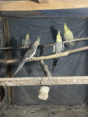 Cockatiel Running Pair 100%
