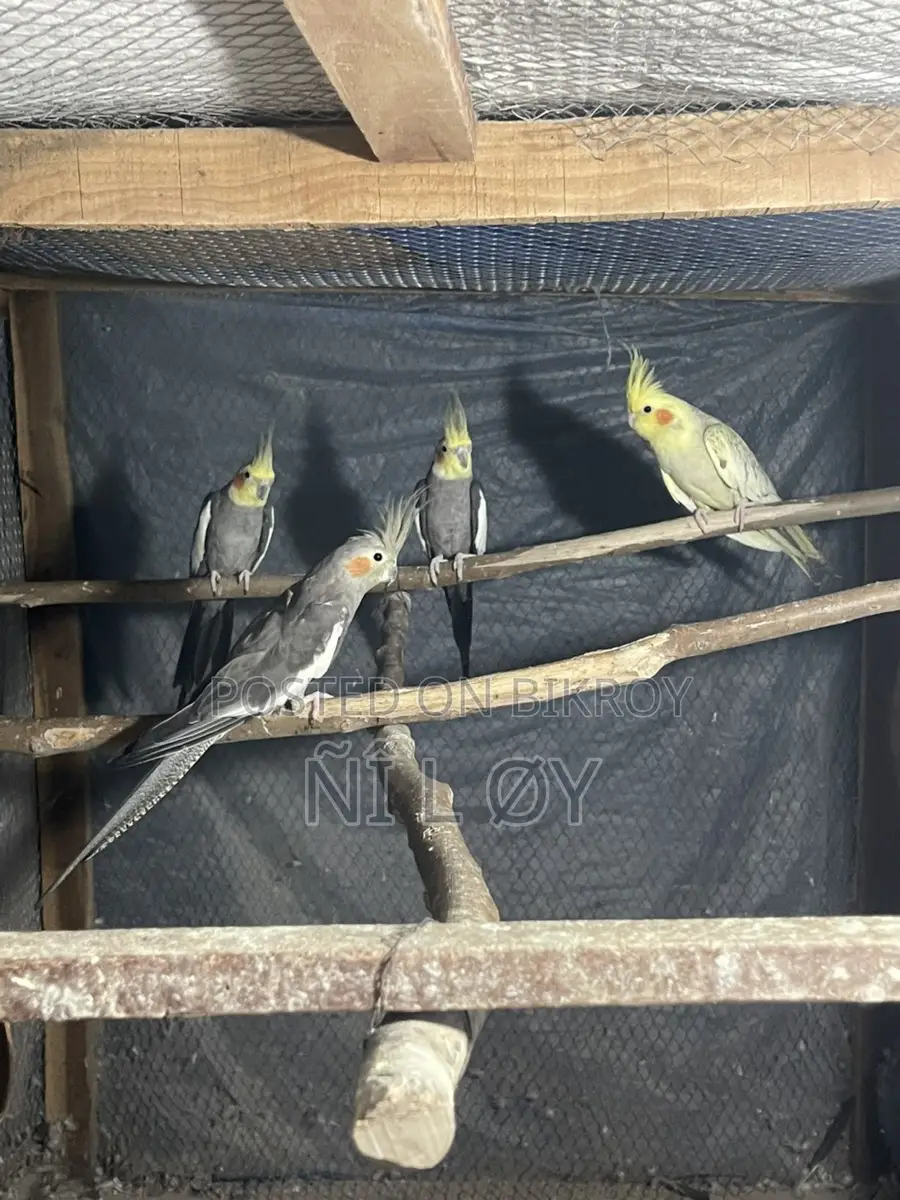 Cockatiel Running Pair 100%