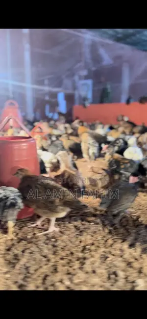 ১ মাস বয়সের দেশি বাচ্চা