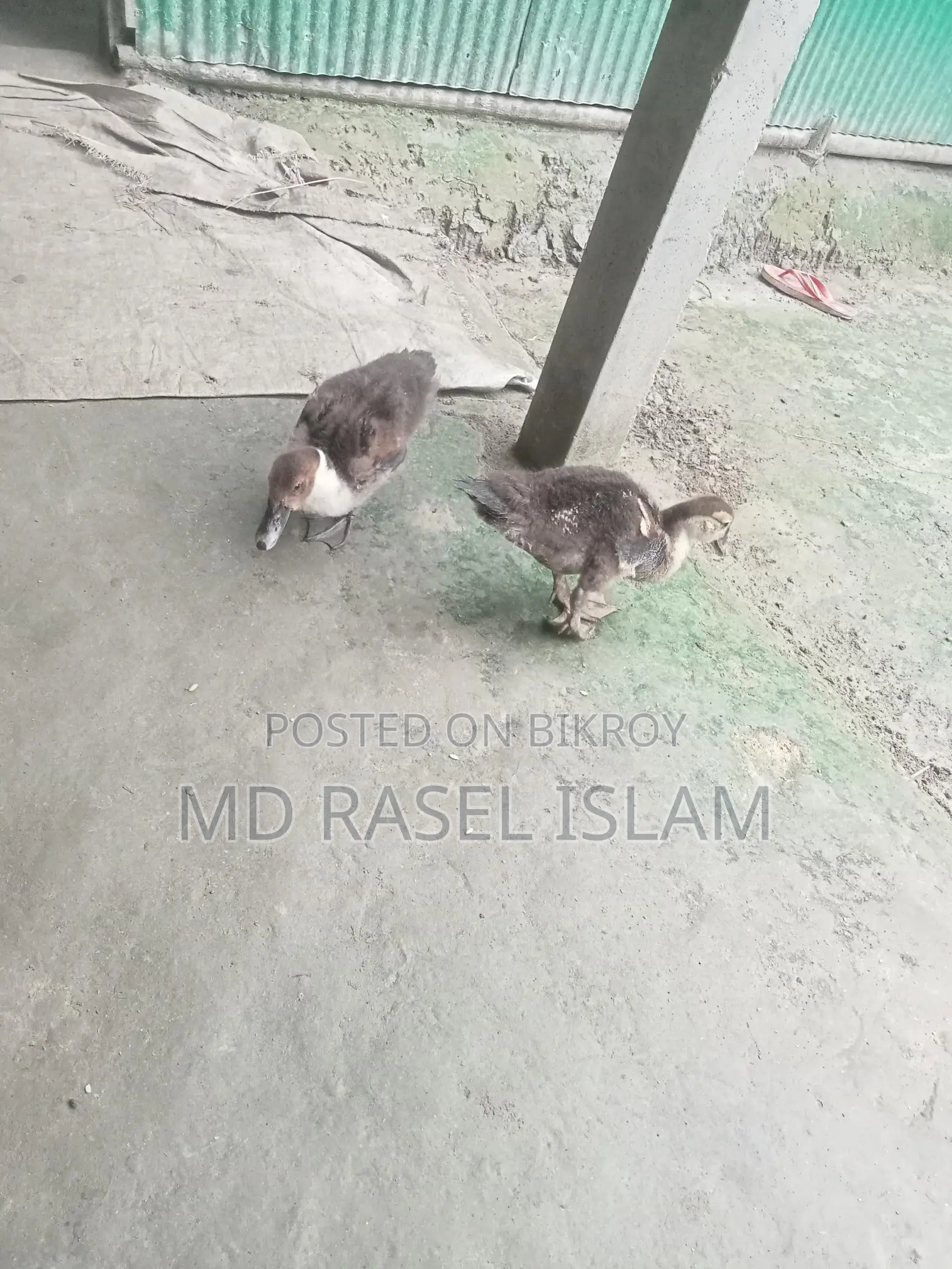 Muscovy Duck