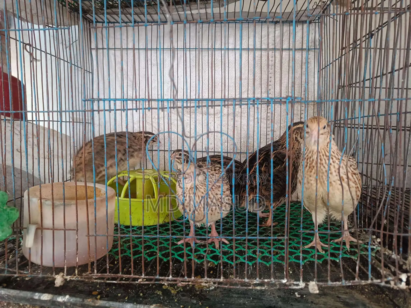 Daily Egg-Laying Quail Birds