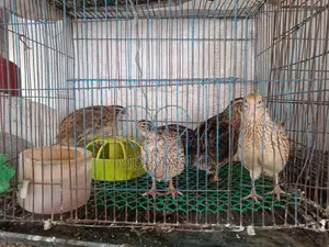 Daily Egg-Laying Quail Birds