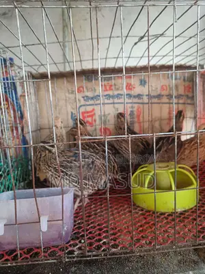 Daily Egg-Laying Quail Birds