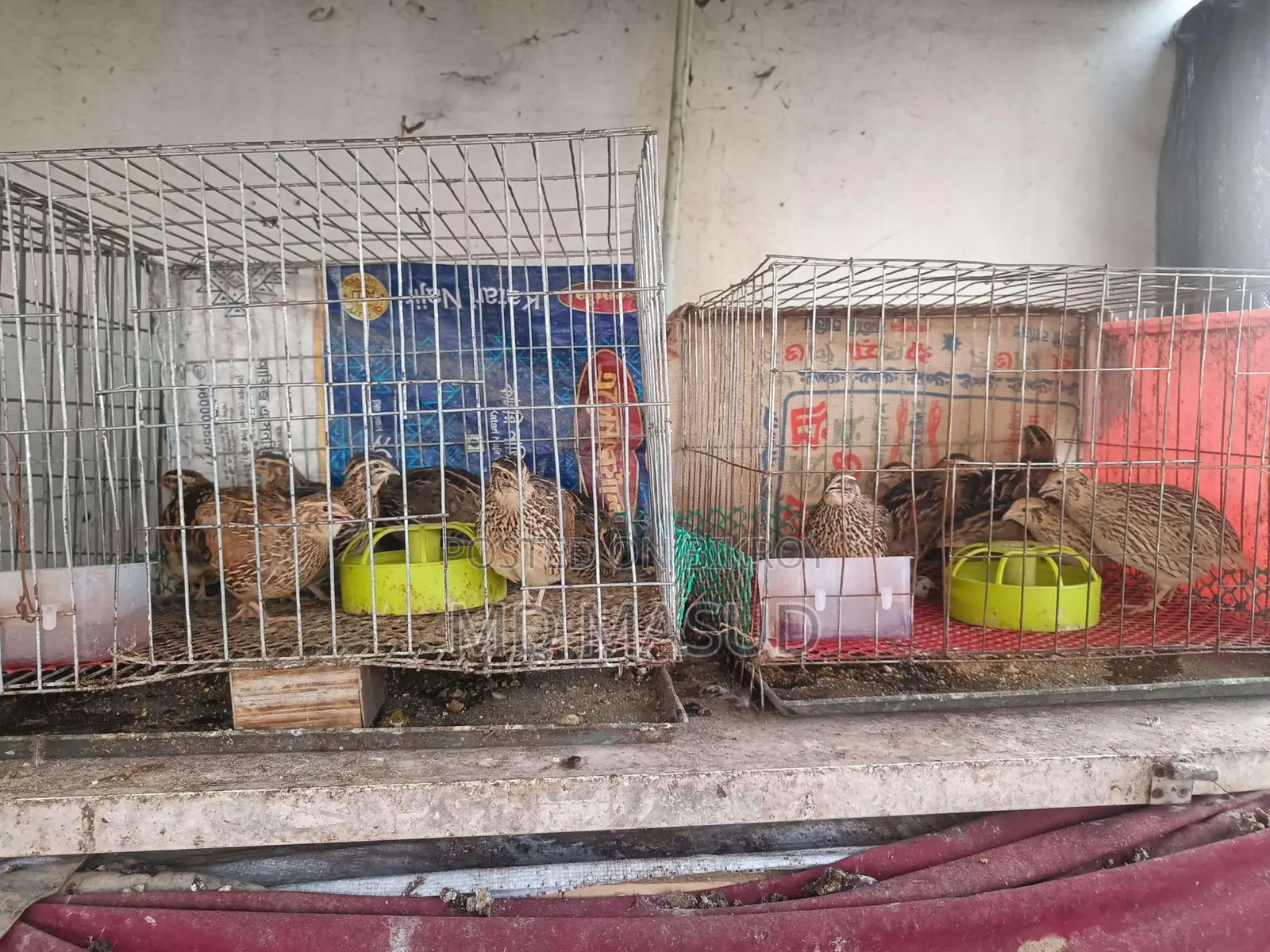 Daily Egg-Laying Quail Birds