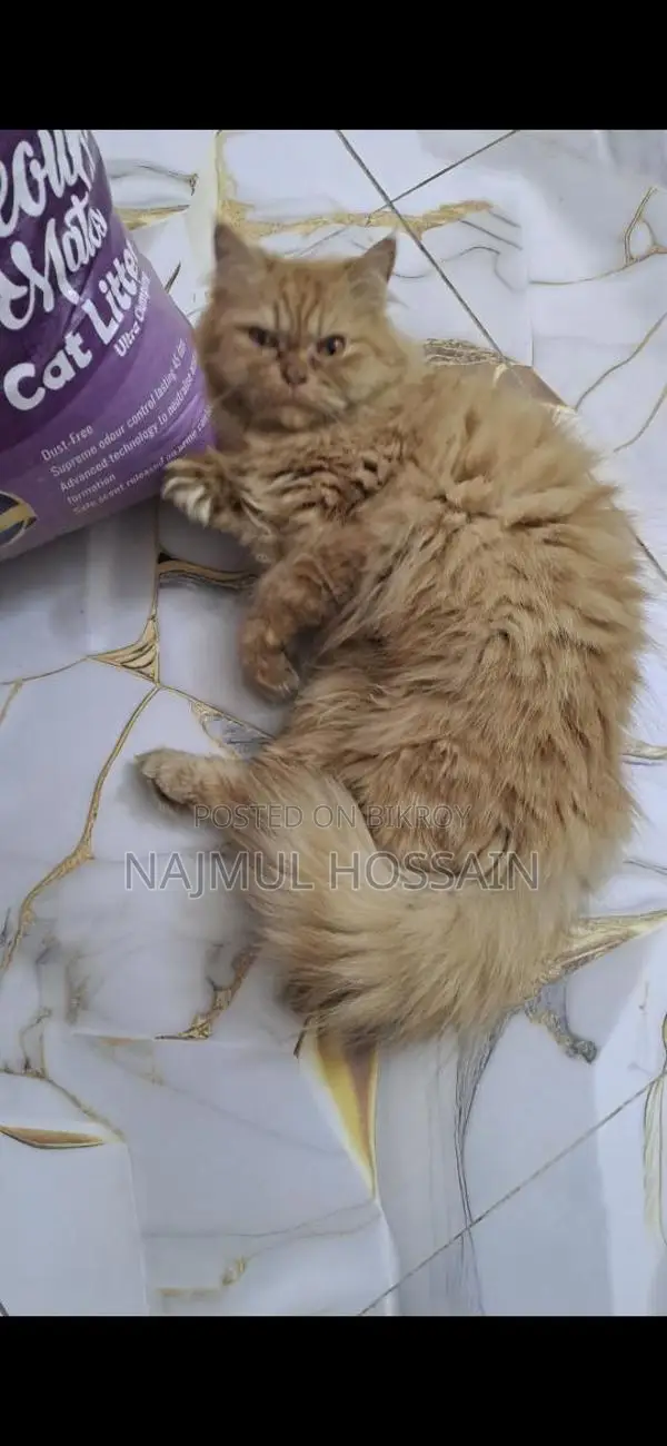 Adult Persian Female Cats