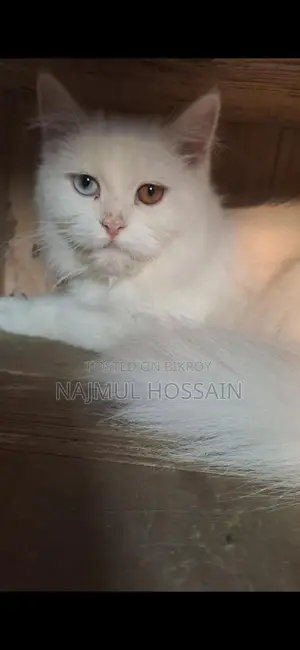 Adult Persian Female Cats