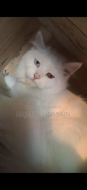 Adult Persian Female Cats