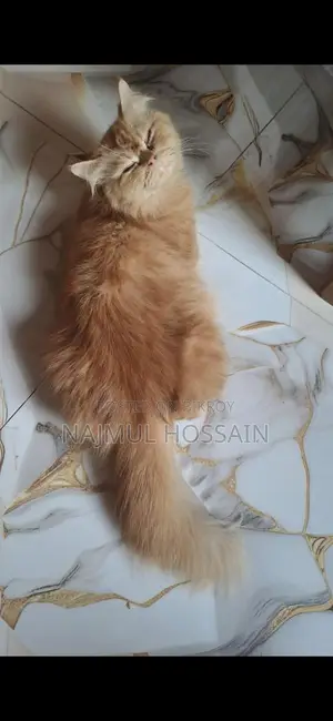 Adult Persian Female Cats