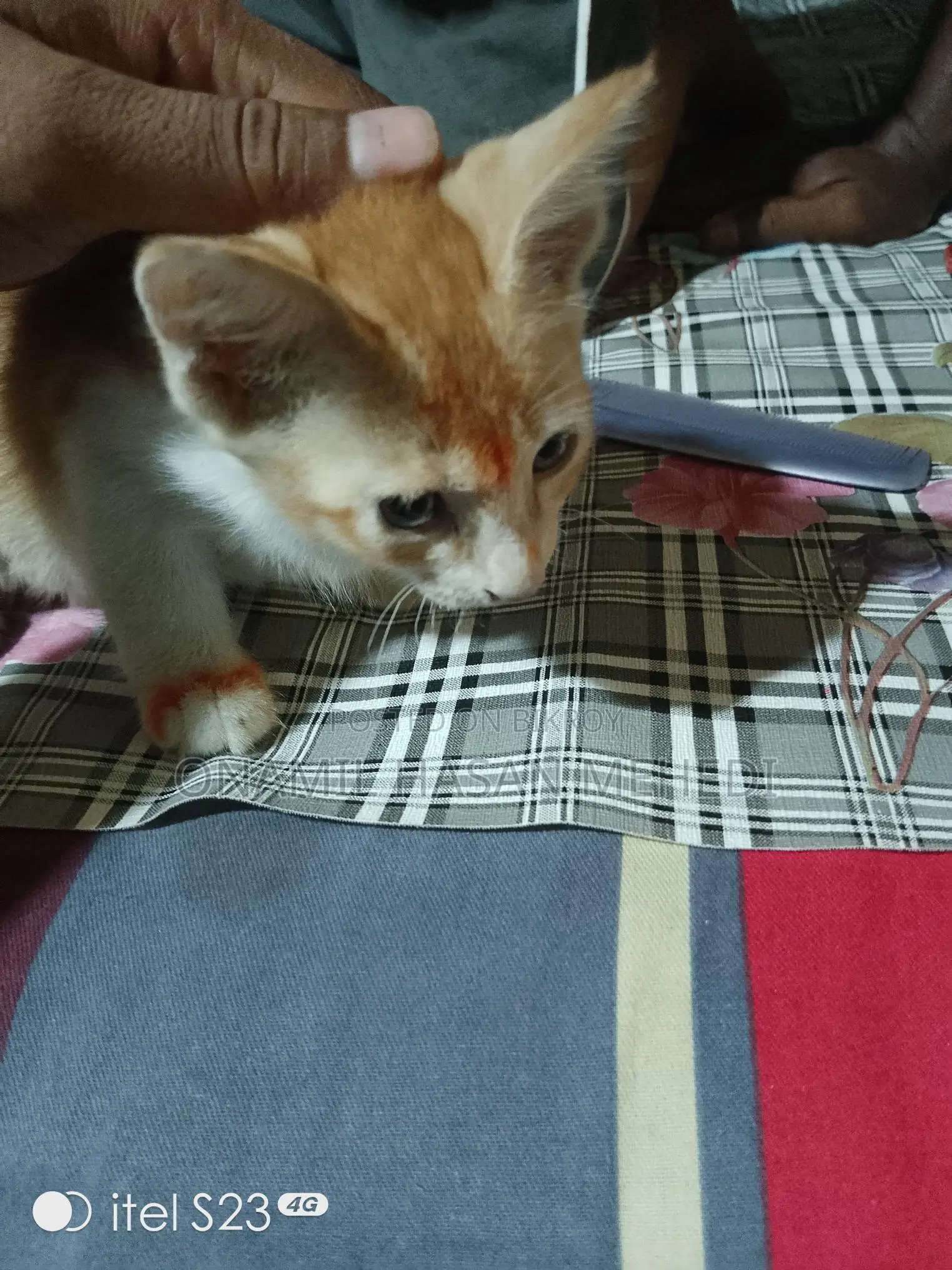 সাদা গোল্ডেন কালার