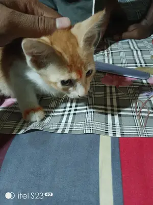 সাদা গোল্ডেন কালার