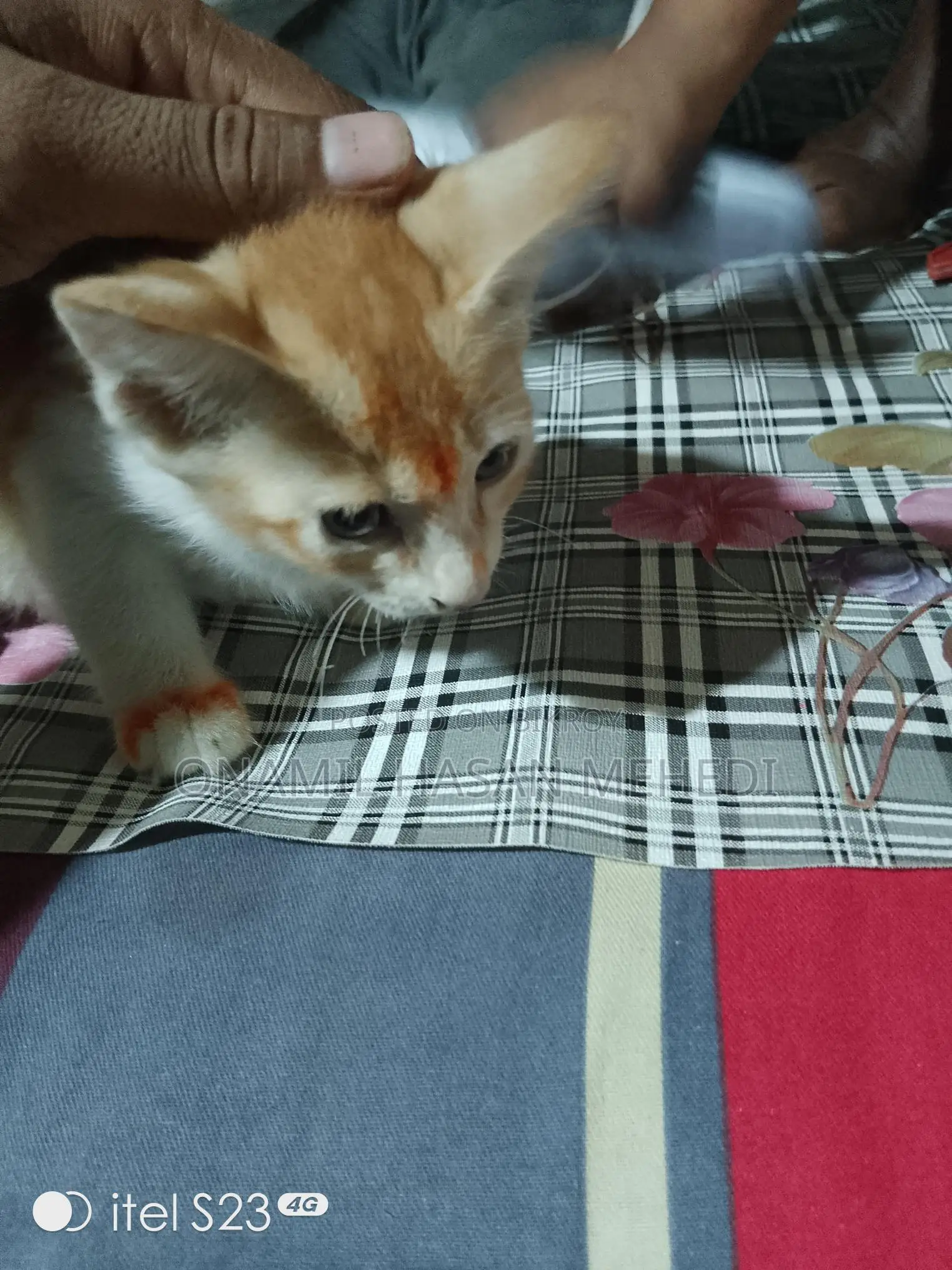 সাদা গোল্ডেন কালার