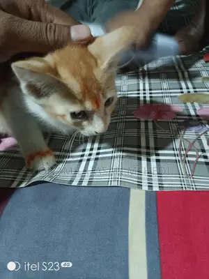 সাদা গোল্ডেন কালার