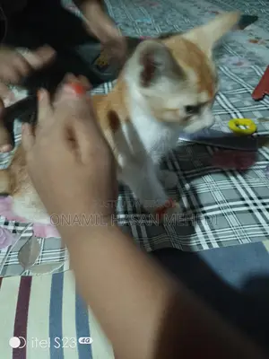 সাদা গোল্ডেন কালার