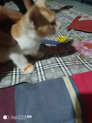 সাদা গোল্ডেন কালার