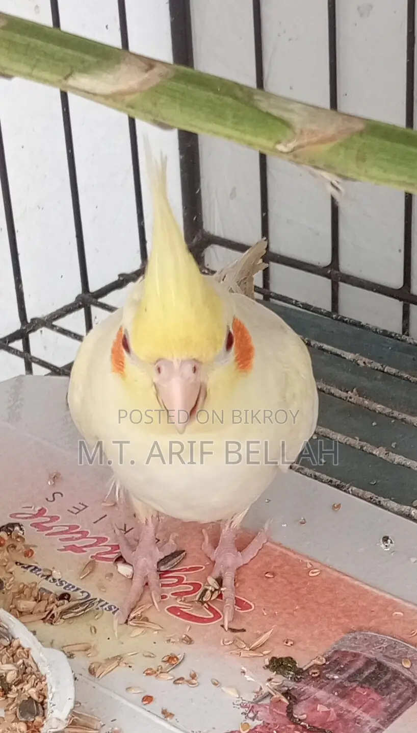 কোকাটেল বিক্রি হবে