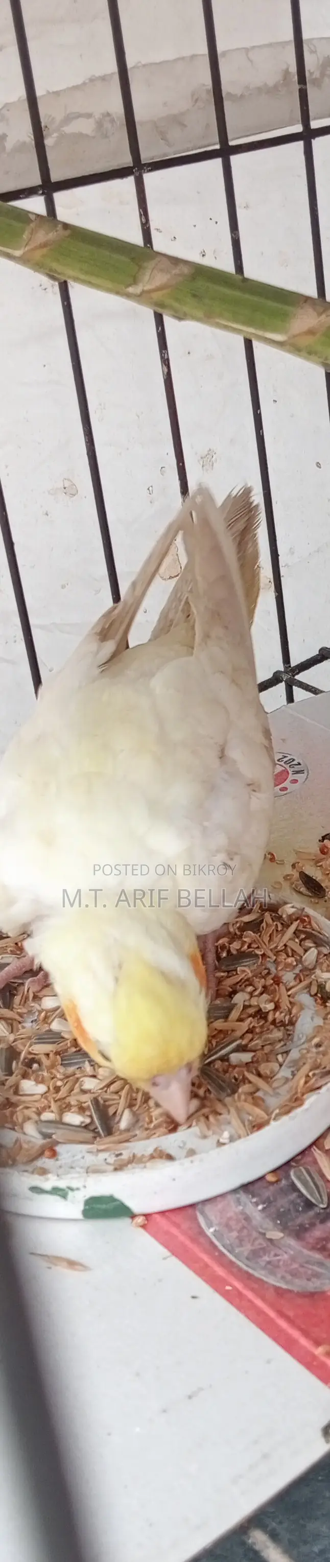 কোকাটেল বিক্রি হবে