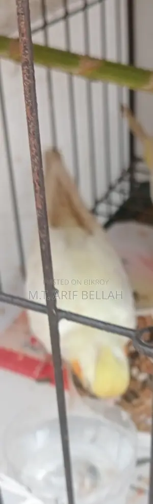কোকাটেল বিক্রি হবে