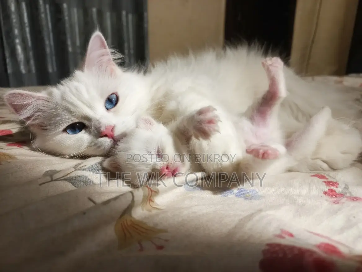 0-1 month Female Purebred Exotic