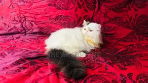 0-1 month Female Purebred Exotic