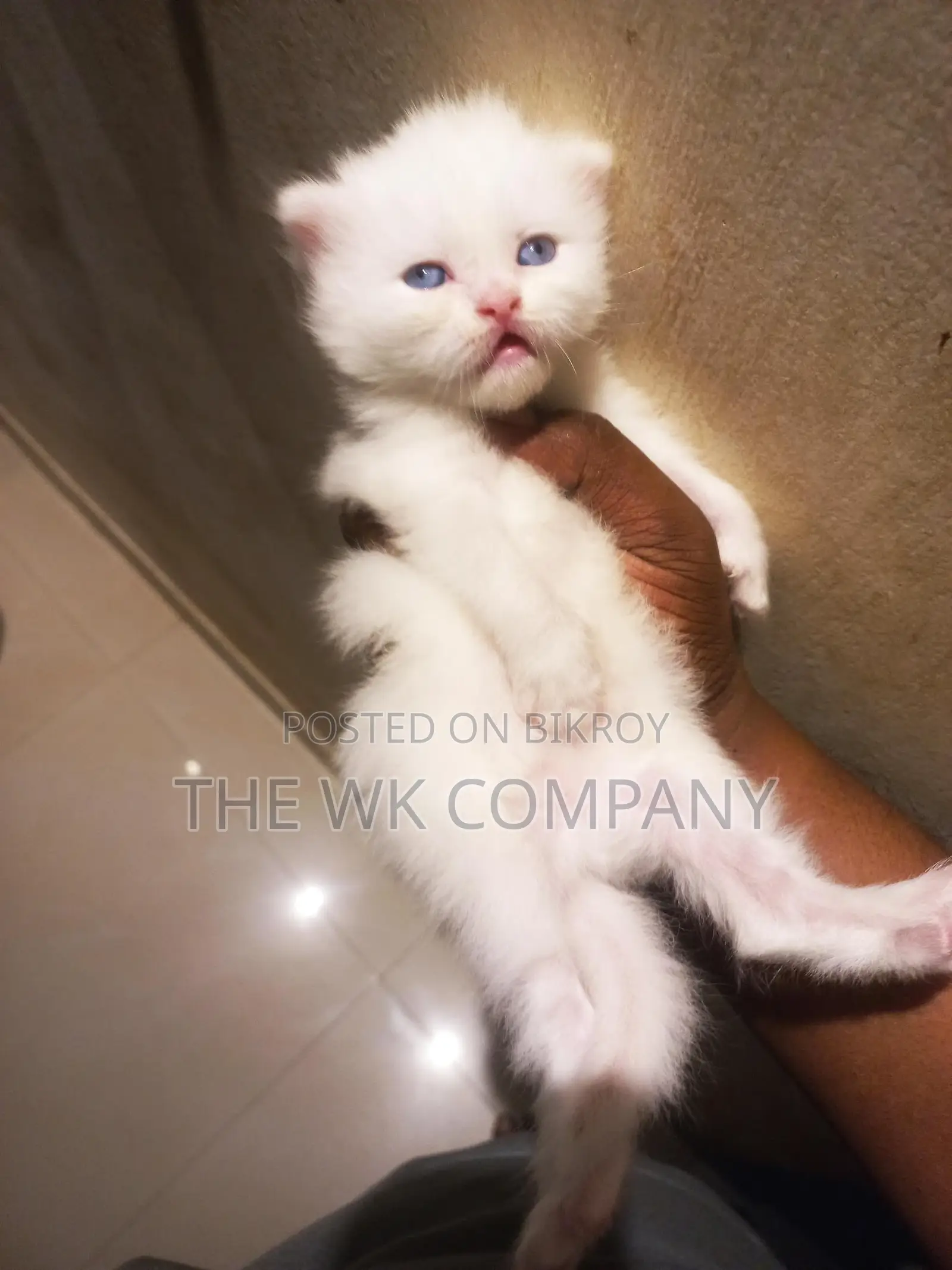 0-1 month Female Purebred Exotic