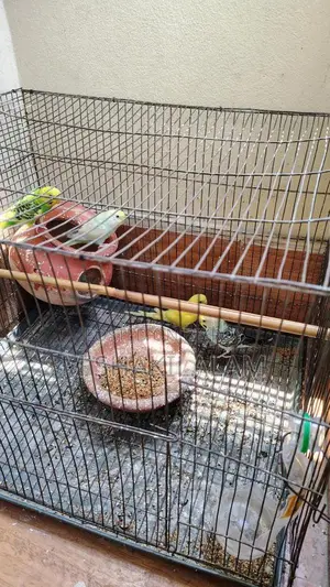 Budgerigar