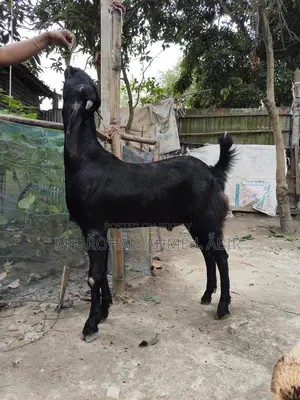 ছাগল বিক্রয়