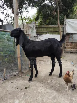 ছাগল বিক্রয়