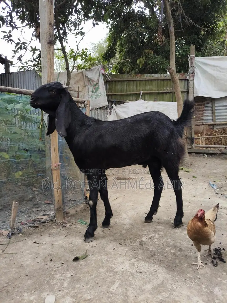 ছাগল বিক্রয়