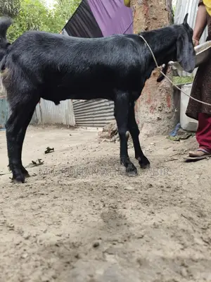 ছাগল বিক্রয়