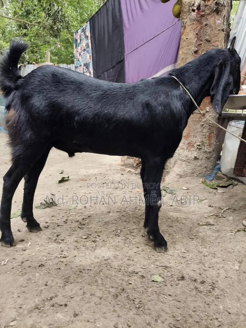 ছাগল বিক্রয়