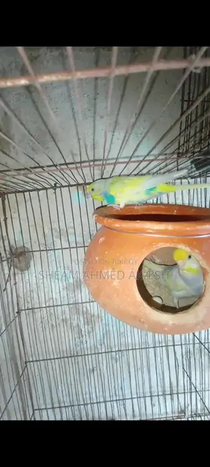 Pied Budgie