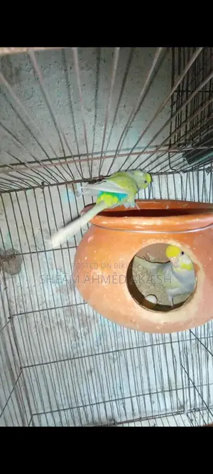 Pied Budgie