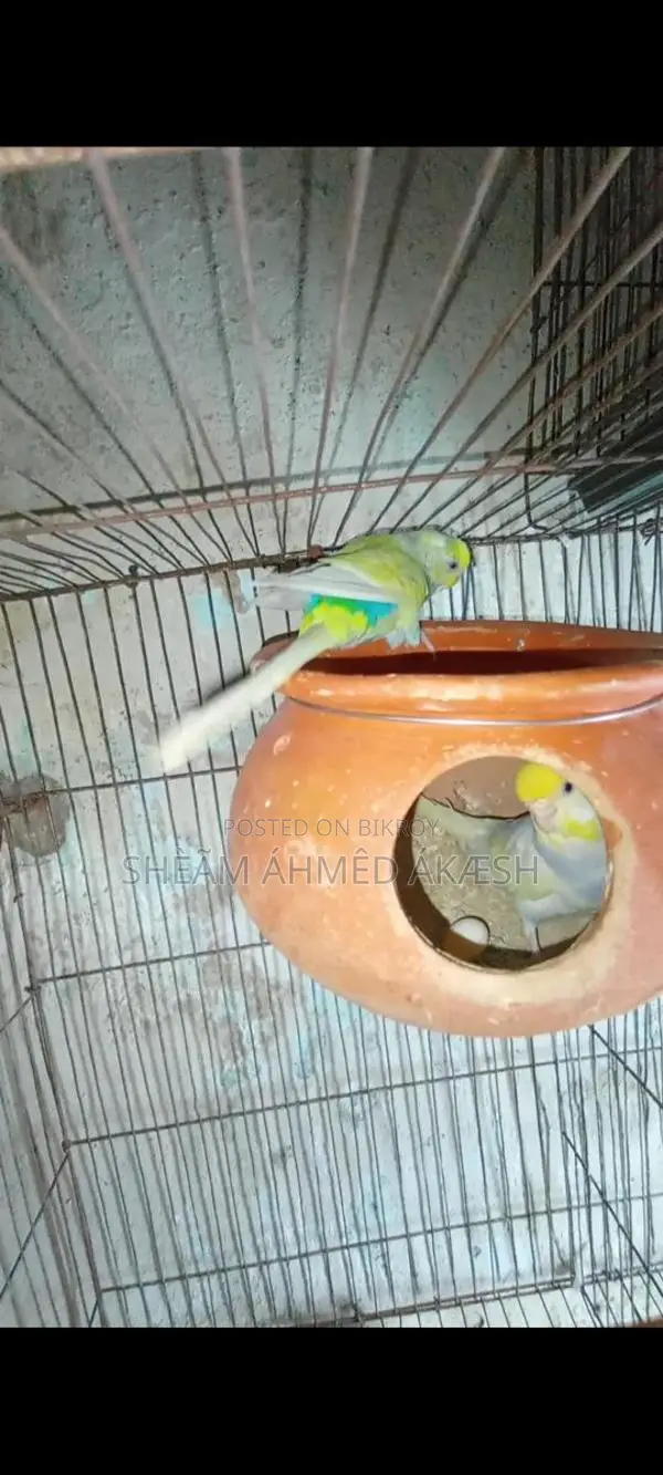 Pied Budgie