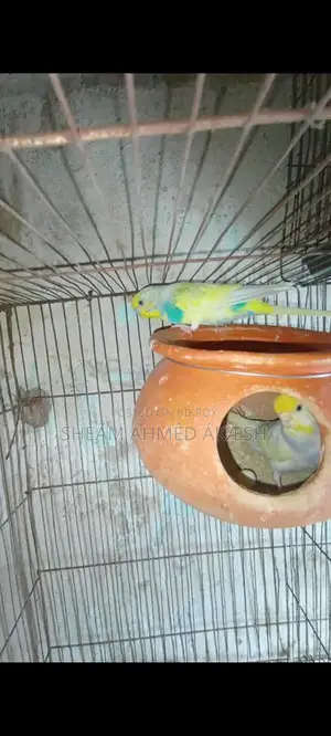 Pied Budgie