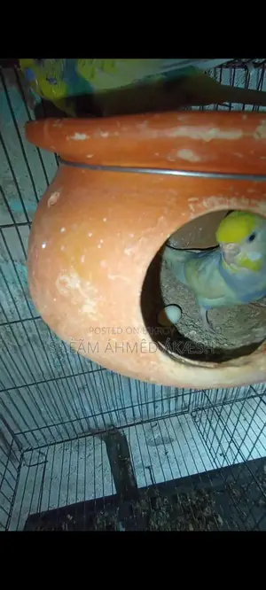 Pied Budgie