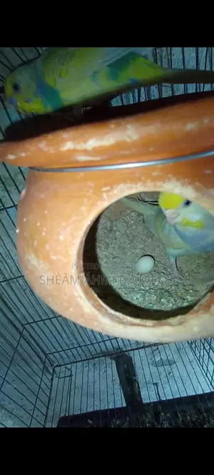 Pied Budgie