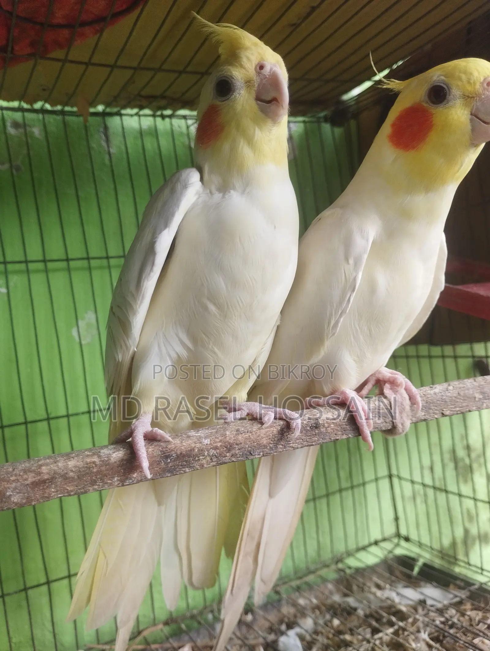 কোকাটেল পাখি বিক্রি হবে।