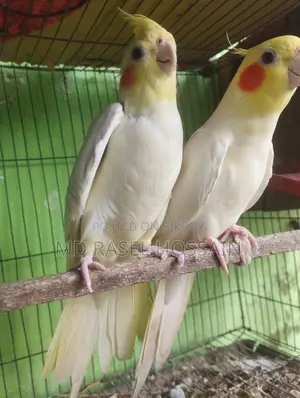কোকাটেল পাখি বিক্রি হবে।