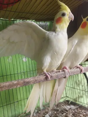 কোকাটেল পাখি বিক্রি হবে।