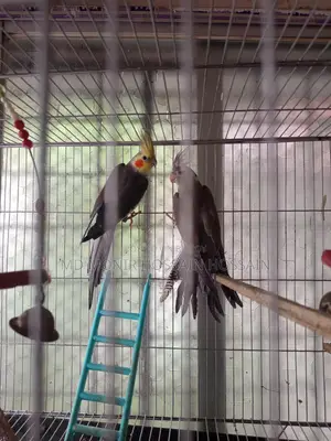 এক জোড়া ককাটেল পাখি এডাল্স সম্পুন সুস্থ